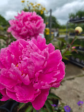 Natur og Dyr 04