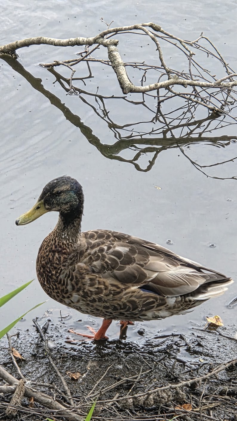Natur og Dyr 07
